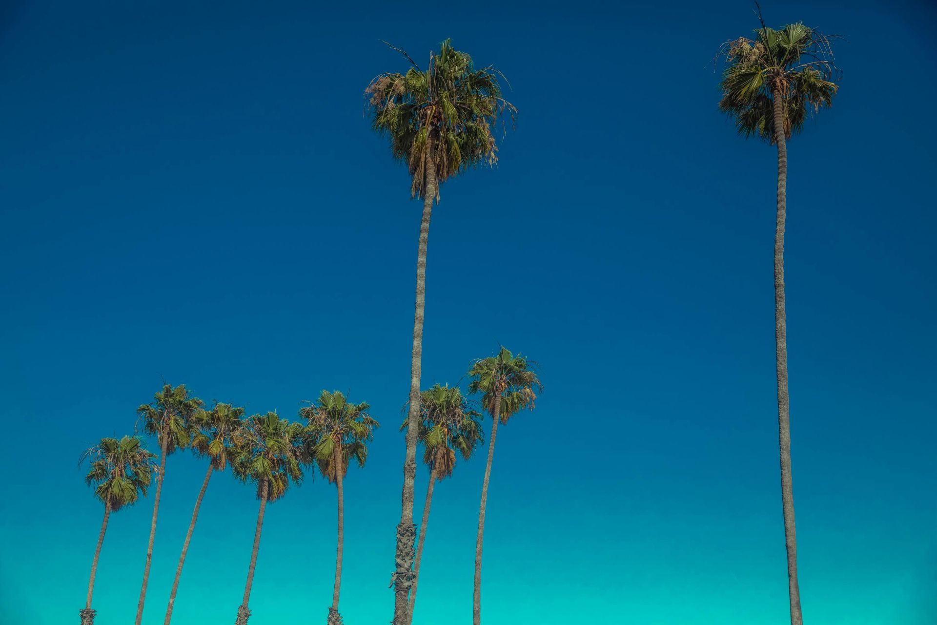 Scenic view of tall palm trees under a clear blue sky in Los Angeles, California.